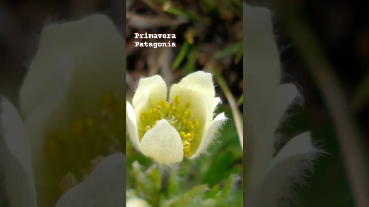 las flores de Patagonia #flowers #plantasnativas #nativeplants