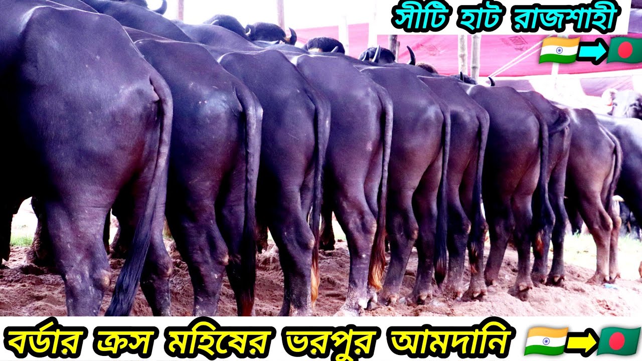 ভরপুর আমদানি ইন্ডিয়া জাফরাবাদি ও মোরড়া জাতের মহিষের রাজশাহী সিটি হাট ২০২৫