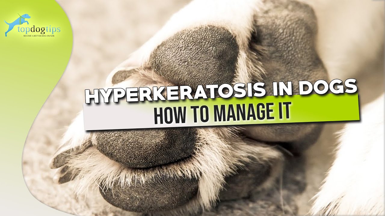 Hyperkeratosis in Dogs and How to Manage It