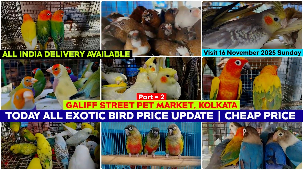 Kolkata Bird Market | Exotic Bird Price Update | Galiff Street Pet Market | 16/11/2025 |Chepset