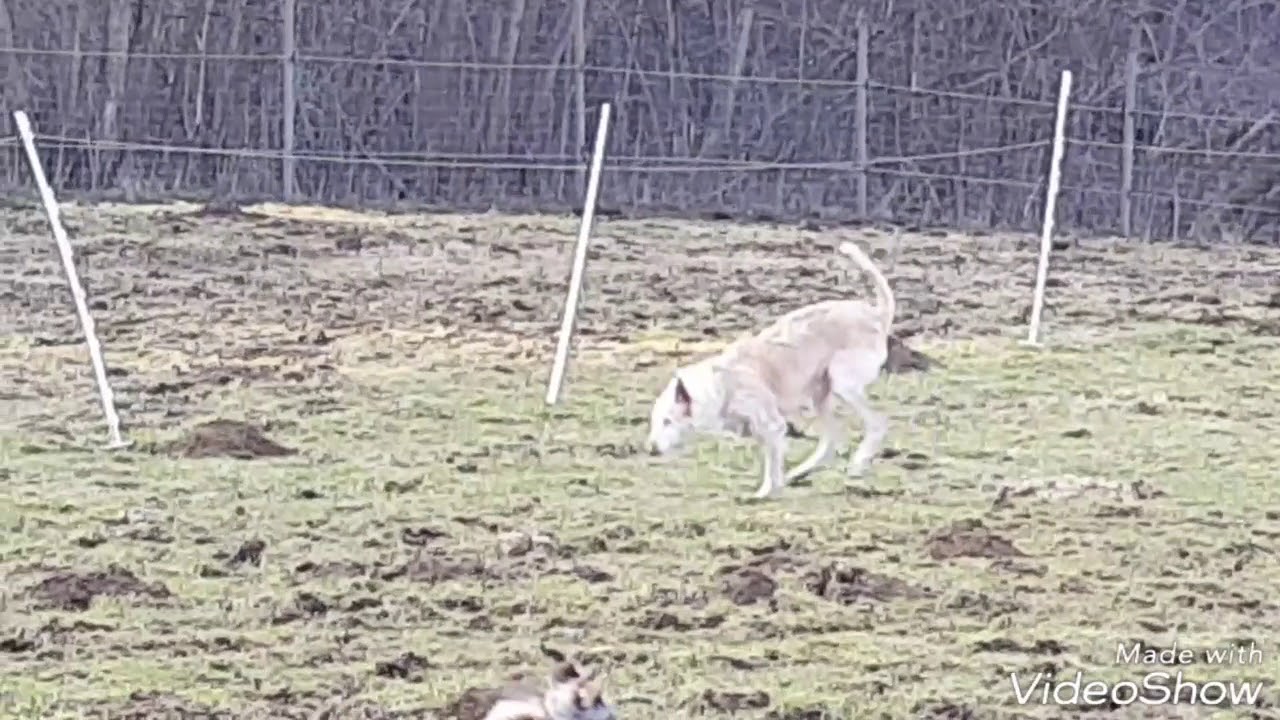3 Bein Podenca Besa im M&auml;use - Wonder - Land