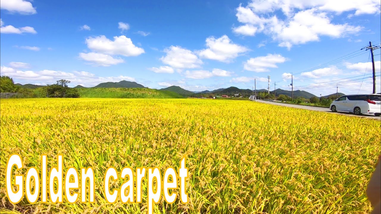 🚴🎵45分 エアロバイク 景色動画 | 美しい稲穂の絨毯 | 脂肪燃焼 🚴 [BGMバージョン]
