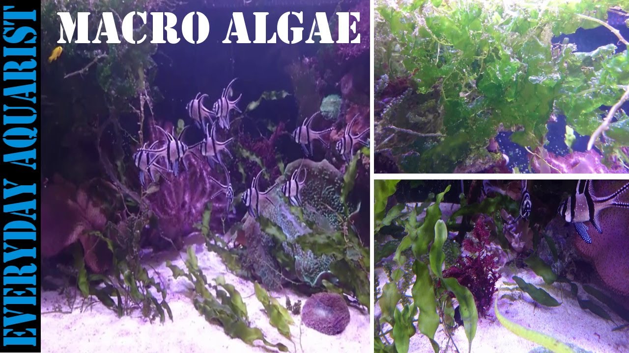 How To Grow Marine Macro Algae | Planted Saltwater Aquarium