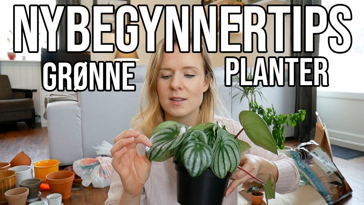 GRØNNE PLANTER | Tips for NYBEGYNNERE