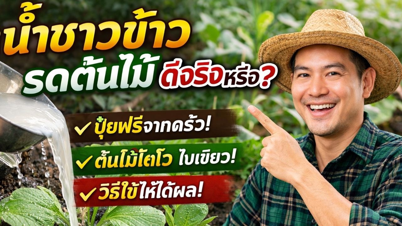 1️⃣ น้ำซาวข้าว อย่าเททิ้ง! รดต้นไม้โตไว ใบเขียวจริงไหม?