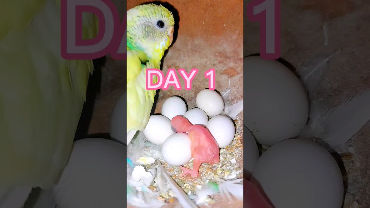 Love birds chicks 1 to 12 days growth stage || 🐦👍#shorts #budgies #africanlovebird #lovebird #birds