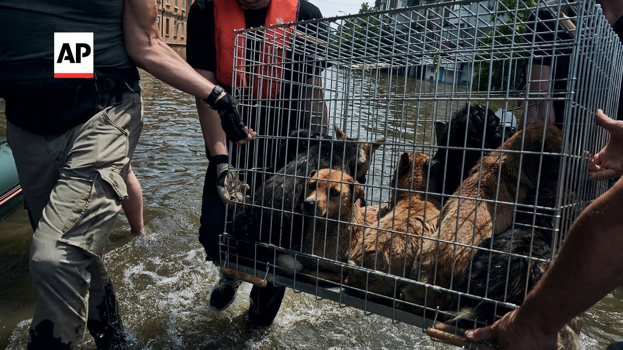 Animals rescued from flood-hit Kherson region