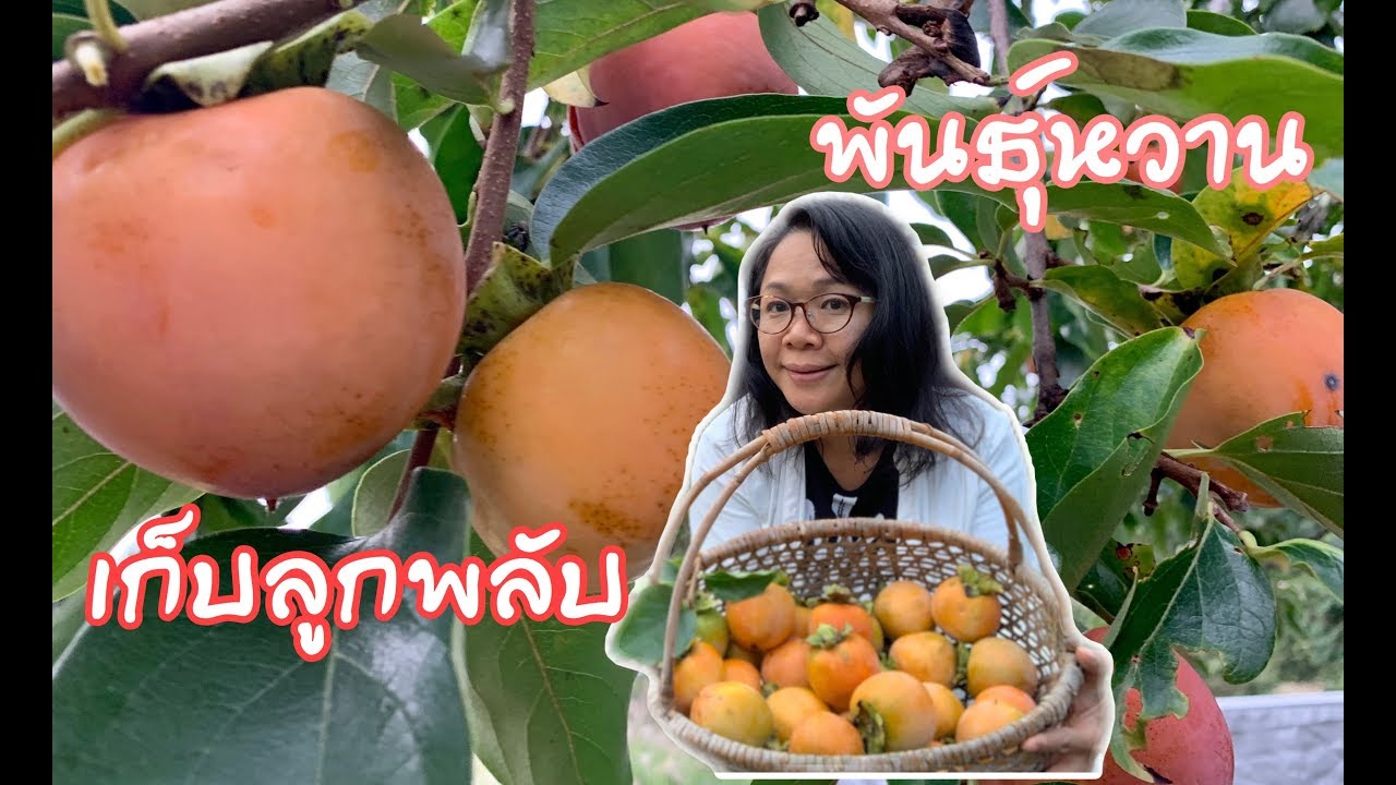 เก็บลูกพลับพันธ์หวานบนเขา