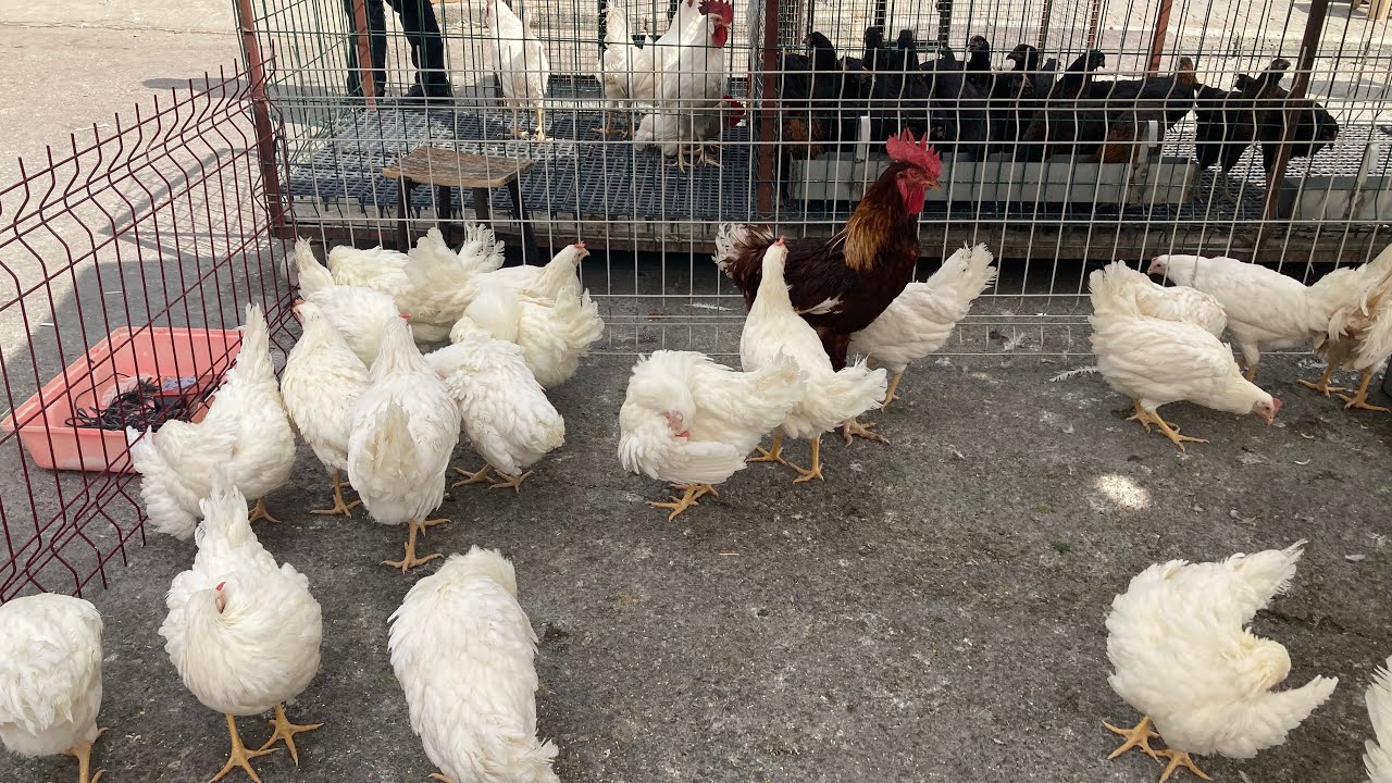 Konya Kanatlı Hayvan Pazarı 7 Eylül 2025