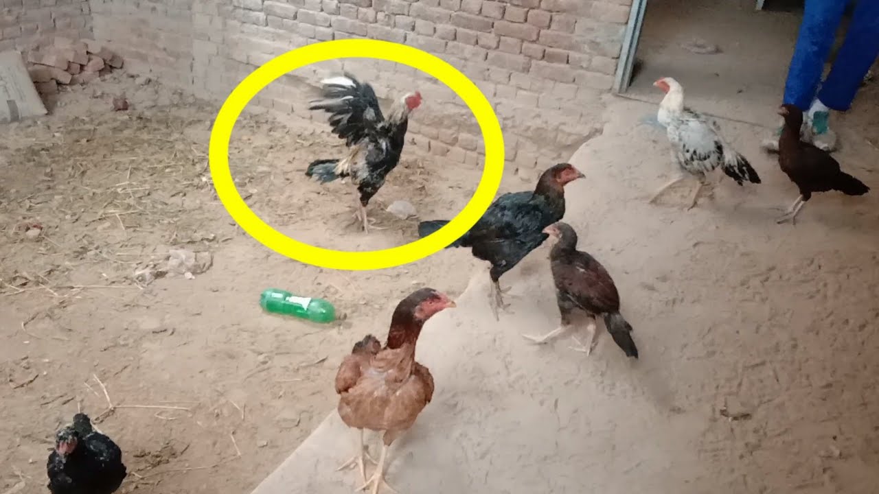 aseel murga farm in Pakistan|Java aseel murga|Abid aseel farm
