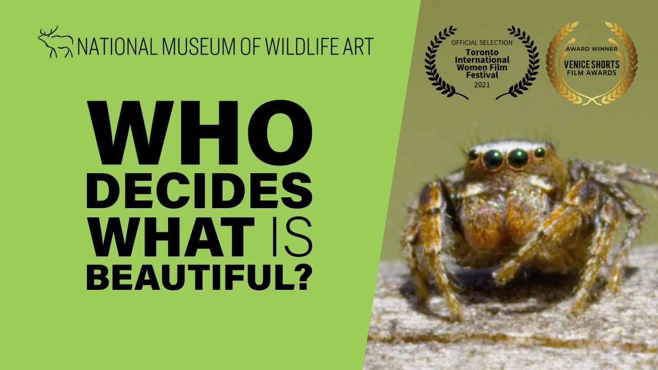 Bisoncast: Beyond Beauty