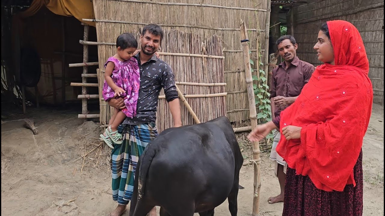 ছোট গরু কিনলে বড় গরু ফ্রী | Doyel Agro