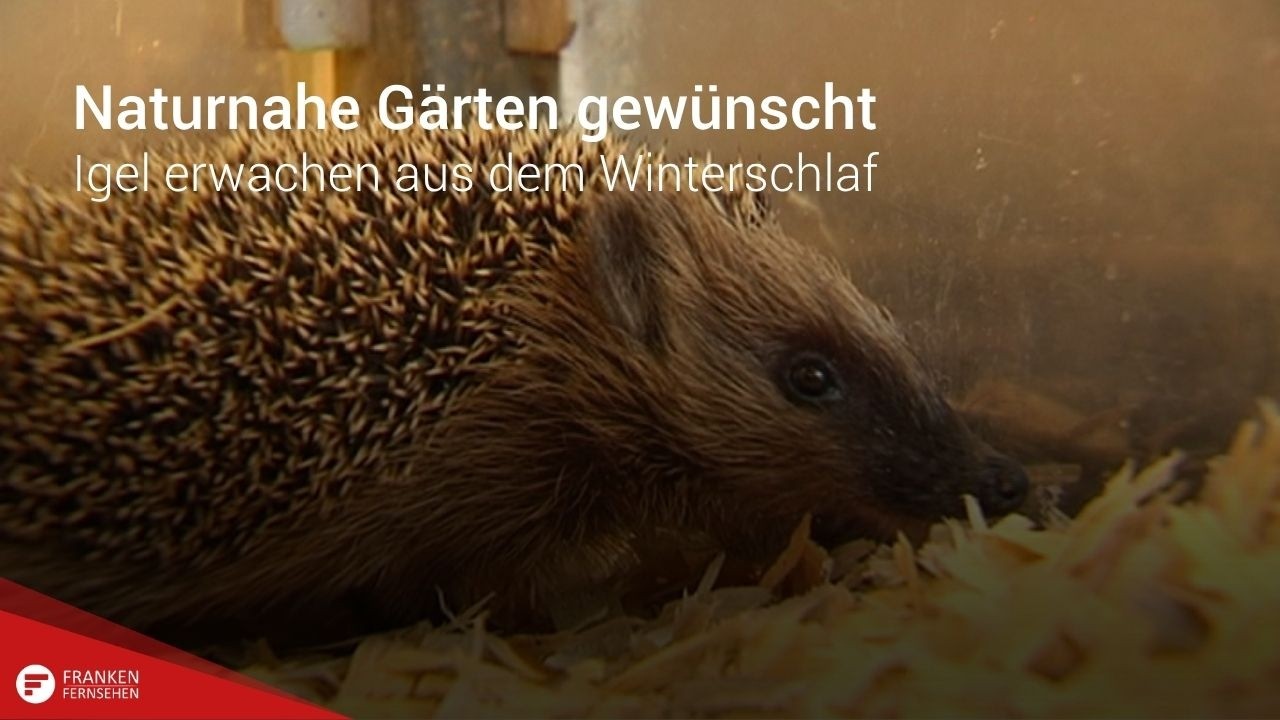 Naturnahe G&auml;rten gew&uuml;nscht: Igel erwachen aus dem Winterschlaf