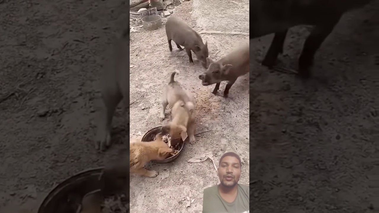 Dog vs pig fight #youtubeshorts #funny #dog #pig #shortvideos #viralvideo #shortfeed #shorts