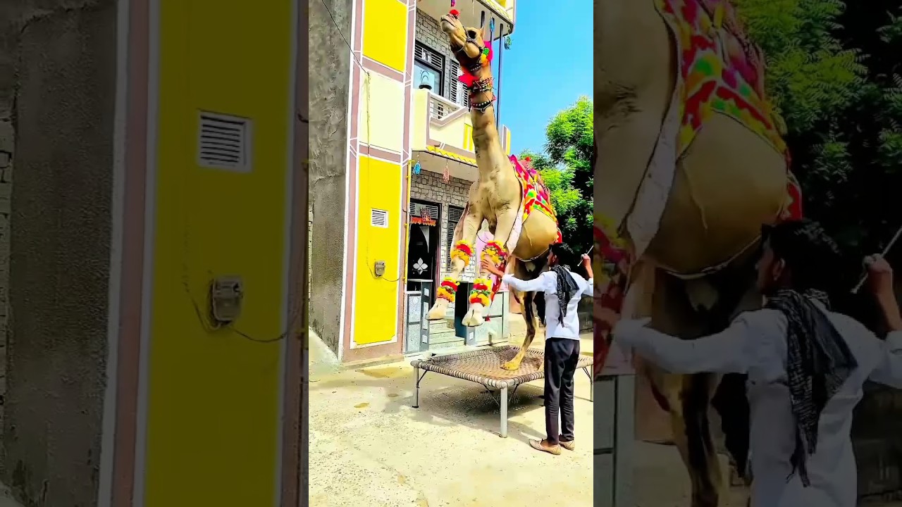 camel  dance rajhisthani patli kamrya boly hy hy dance best love #camel #animals #dance #love #2024