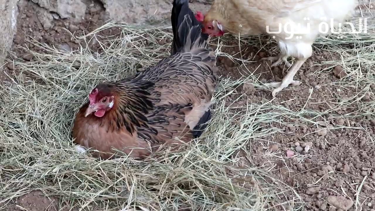 وضعت  15بيضة فيومي ذهبي تحت دجاجة بلدي 🐓وطلعت منهم 13 كتكوت ظريف🐤🐤🐤🐤
