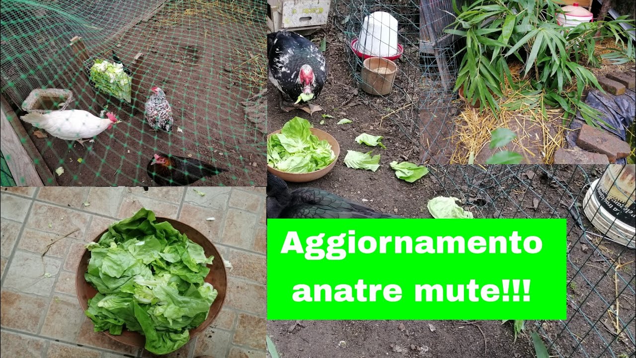 Aggiornamento alle anatre mute!!!