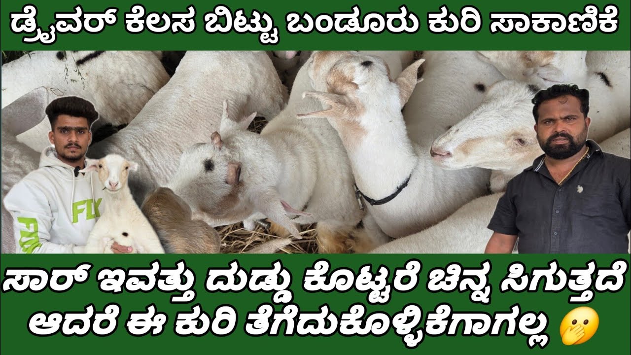 ಬಂಡೂರು ಕುರಿ ಸಾಕಿ ಯಶಸ್ಸು ಕಂಡ ಟೆಂಪೋ ಡ್ರೈವರ್ ! Bandur Sheep Farming #bandursheep