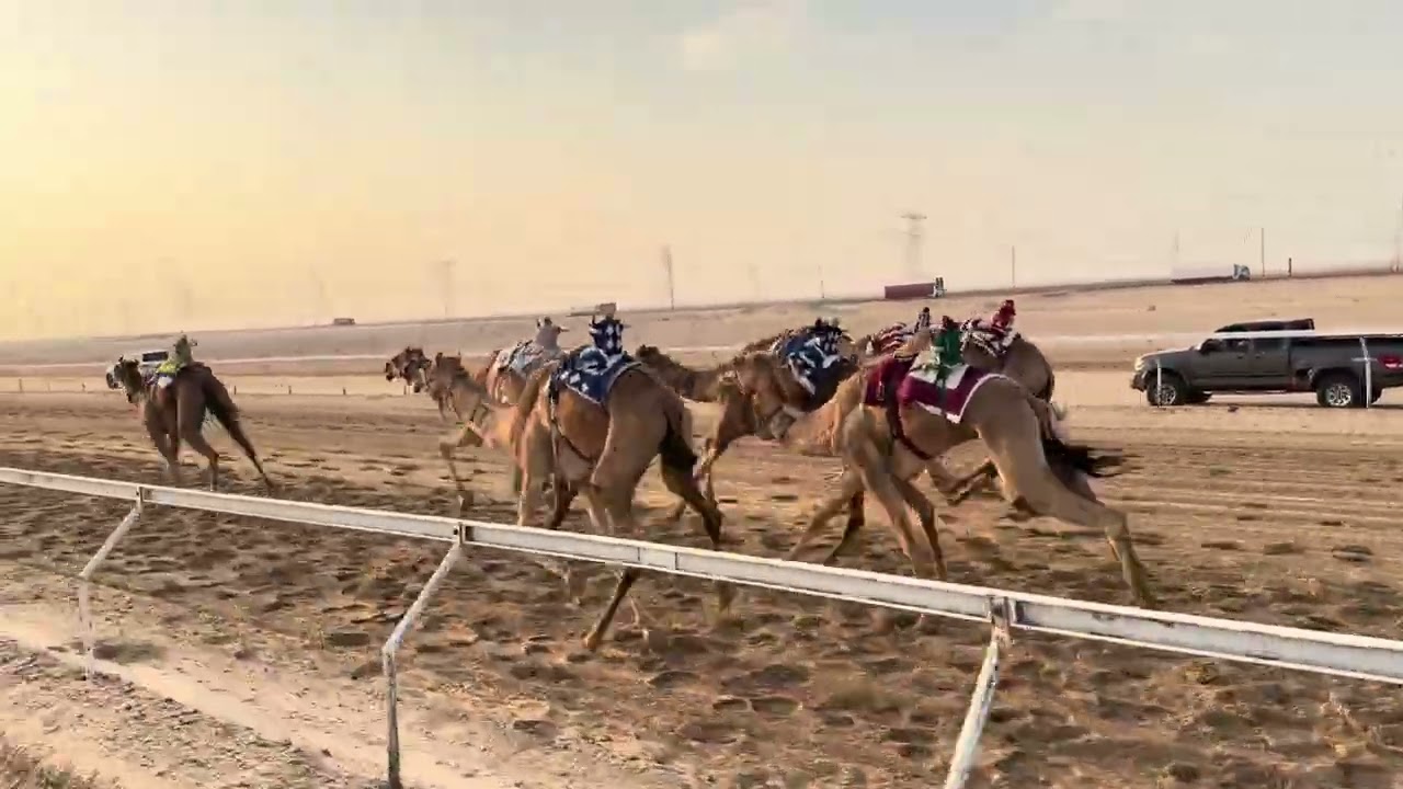 🔳الشوط 5 .. (حول محليات )‏🥇 (طرب) لـ حمدان بخيت فطيس المنصوري 9:27:31  