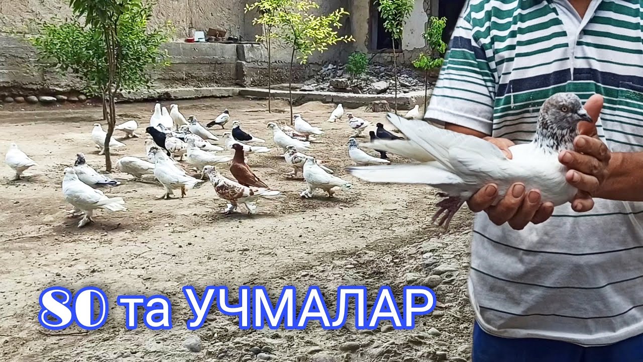 #SHAXRIHON 80 ta UCHMA KABUTARLAR Каптарларини щурлари  ГОЛУБЕЙ Fly PIGEON УЧМА КАБУТАРЛАР