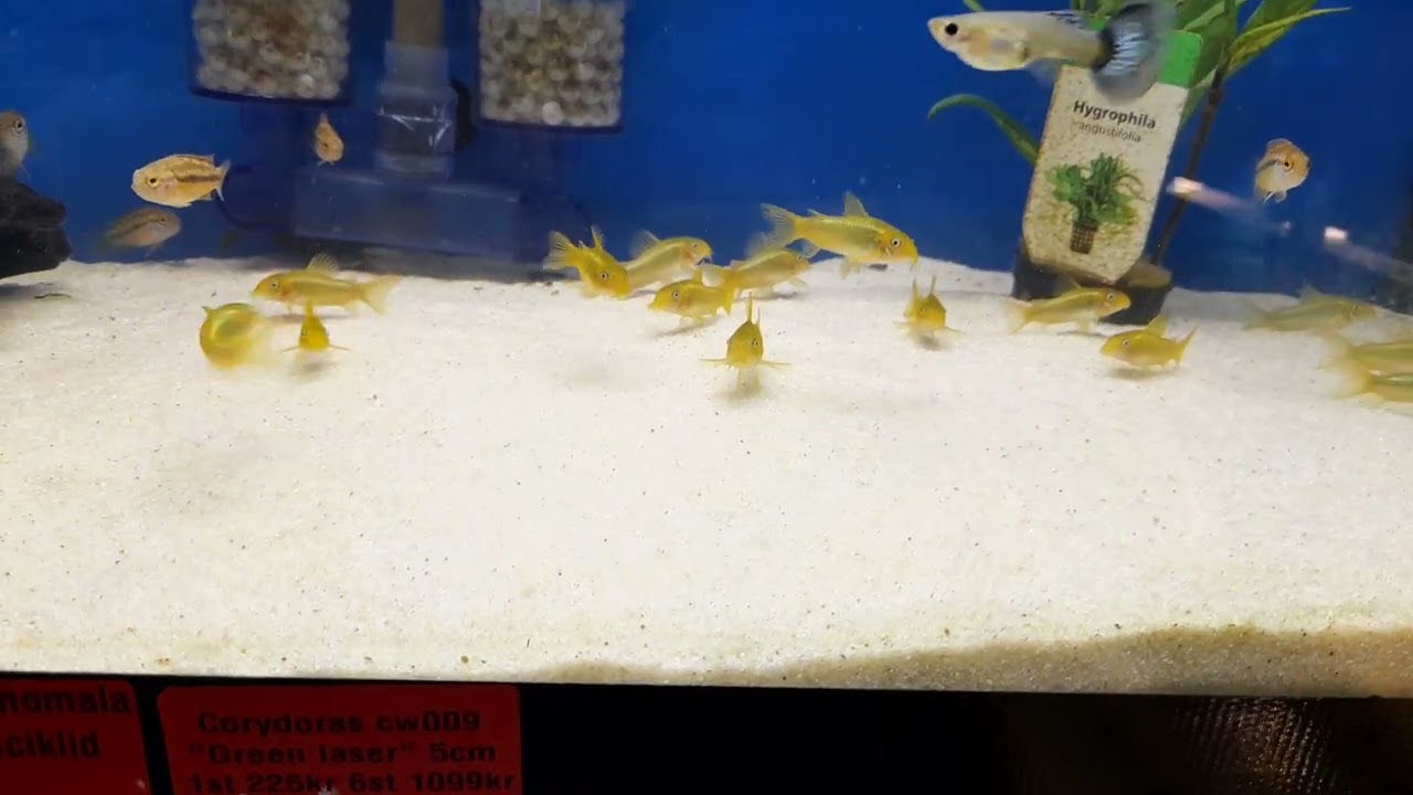 corydoras CW009 (green laser)