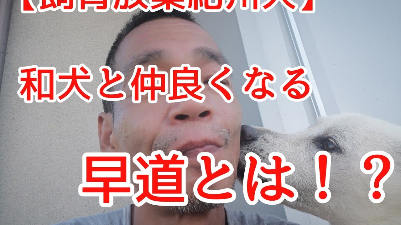【紀州犬】飼育放棄 和犬と仲良くなる方法！