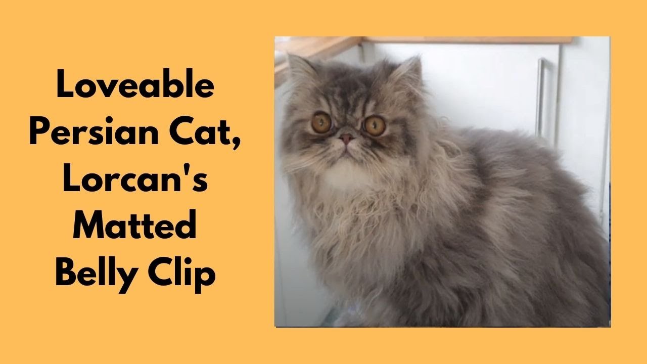 Loveable Persian Cat's Matted Belly Clip