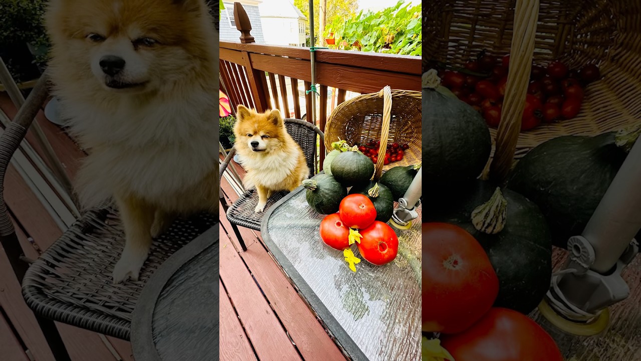 Harvest 🎃#pumpkins#gardening #Balcony garden#organic #pomskylove #pomskylife #pomskydog#南瓜