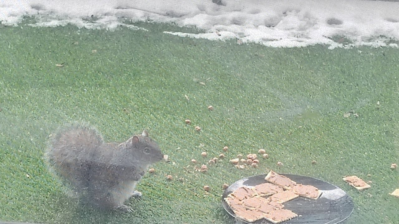 squirrel's on my balcony no commentary, please help me reach 500 subscribers,