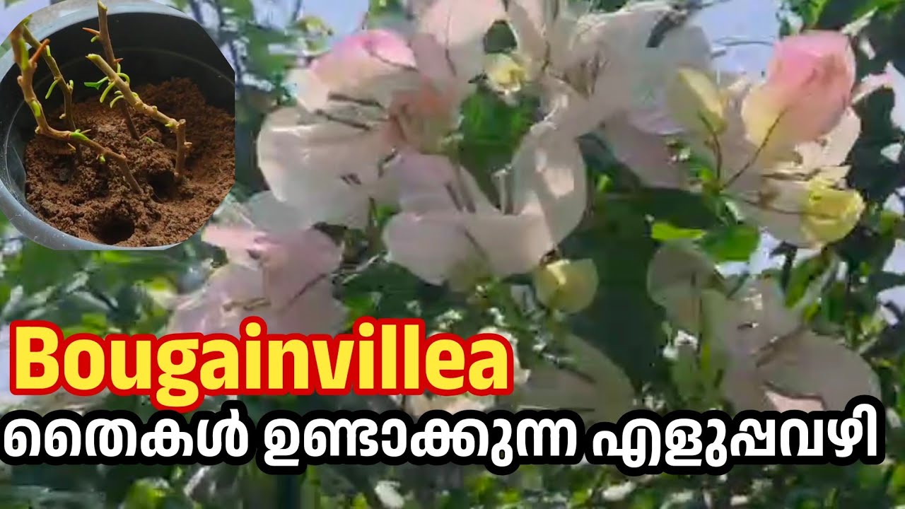 ബോഗൺ വില്ല തൈകൾ എളുപ്പത്തിൽ ഉണ്ടാക്കിയെടുക്കുന്ന വിധം #propagation #bougainvillea