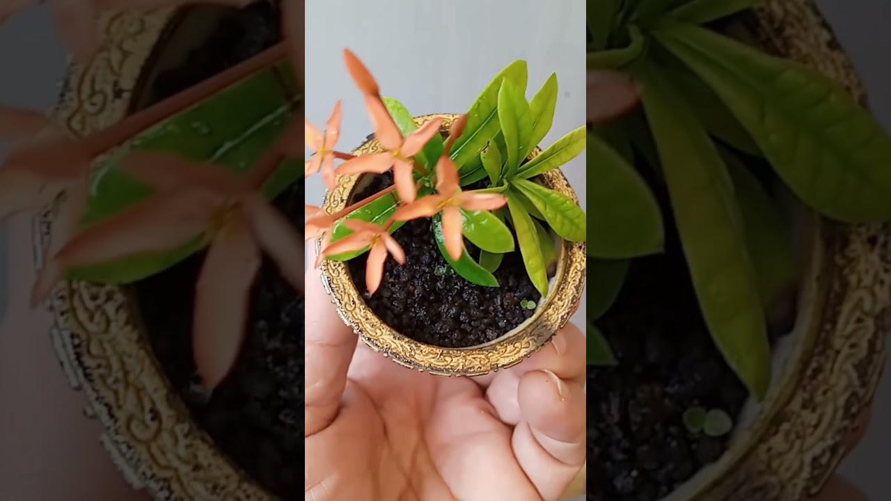 Asoka 2 Cm berbungga