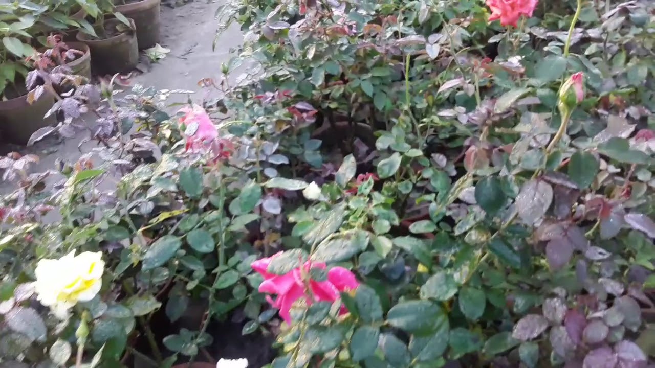 DIFFERENT TYPES OF ROSE