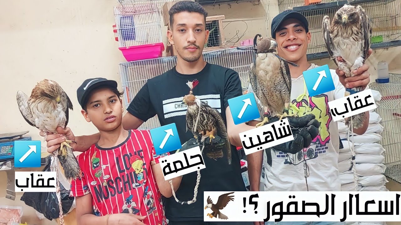 اسعار الصقور والعقبان والجوارح فى محلات الحيوانات🦅 صقور حر صقور شاهين جلمة ميرلين باز شرياص عقبان و