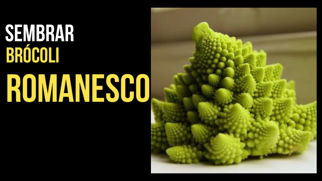 BRÓCOLI ROMANESCO: COMO, CUANDO SEMBRARLOS Y VARIOS DATOS MÁS.
