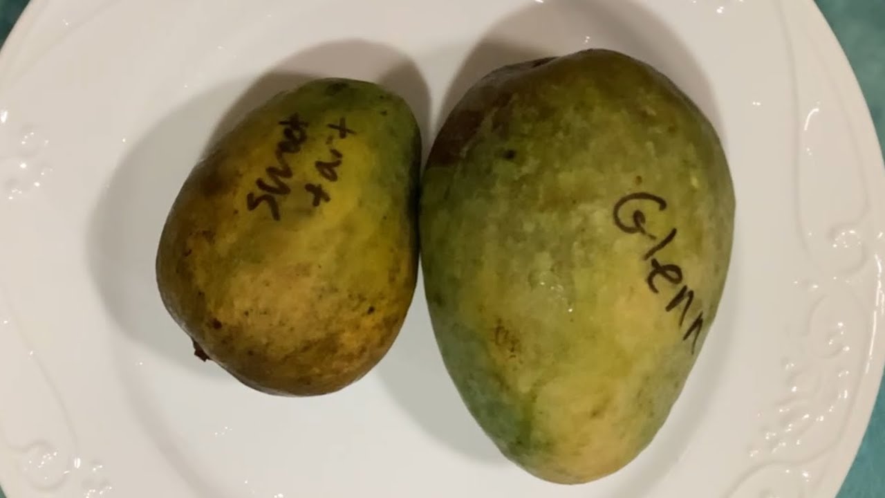 Mango Taste Testing. Sweet Tart and Glenn Mango