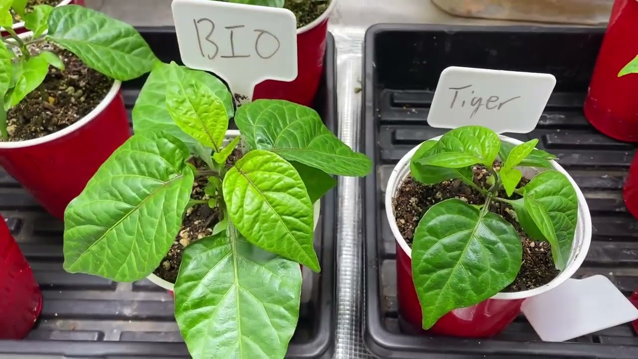 One Month of Biothrive vs Tiger Bloom