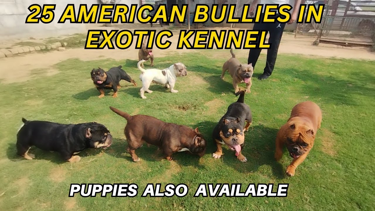 EXOTIC AMERICAN BULLIES | BEST AMERICAN BULLIES KENNEL IN INDIA | AMERICAN BULLY ALL SIZE IN HARYANA