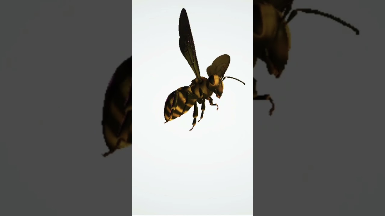 Honey bee sound effects  #shorts