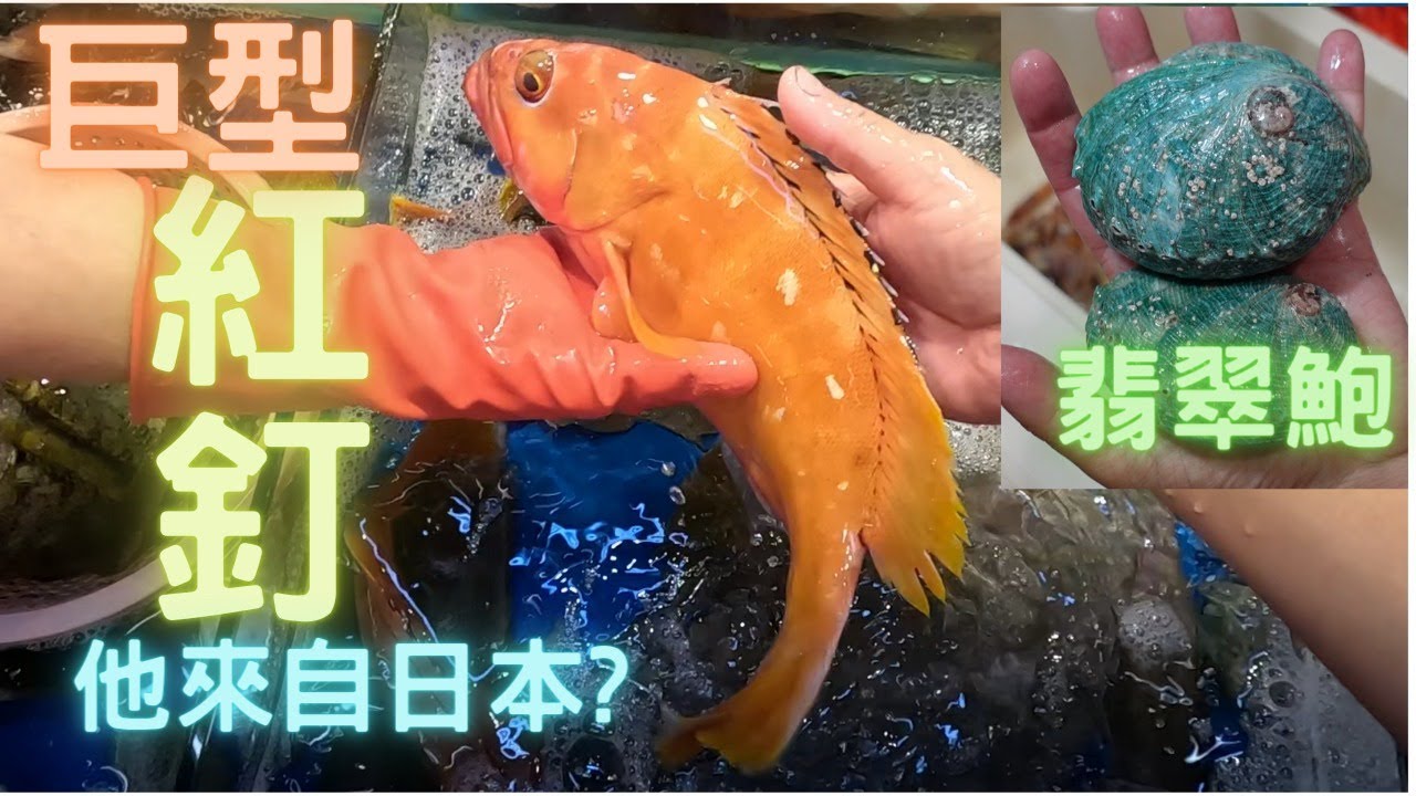 斤級大紅釘（横帶石斑魚）😱第一次見咁大條😍查到居然係日本貨🤩忍唔住即刻買試下🤤又見到翡翠鮑,清蒸已經好好食👍~fishcutting香港海鮮~社長遊街市Seafood