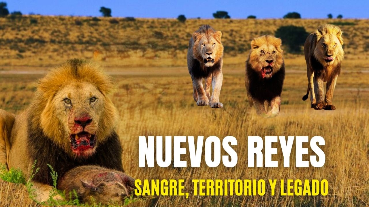 Nuevos Reyes de África: Coaliciones | Nuevas Generaciones Parte 7 - Documental