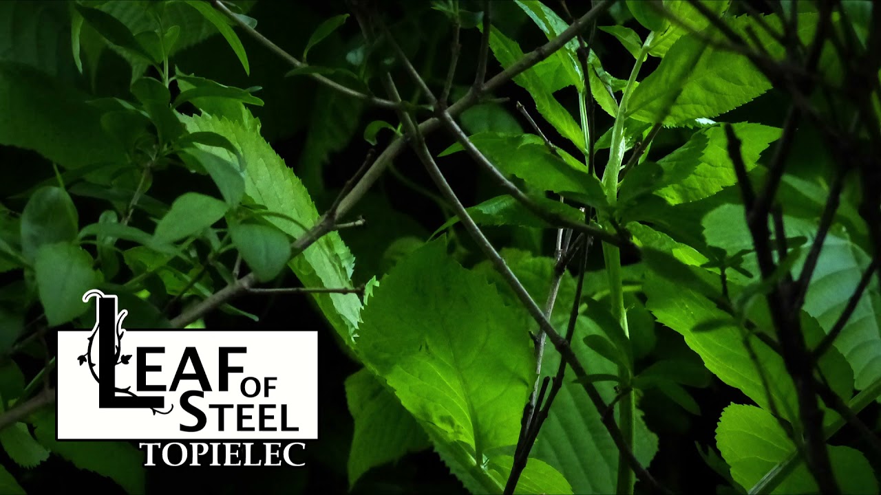 LEAF OF STEEL - Topielec