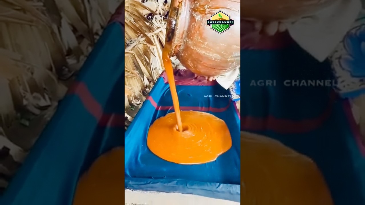 கருப்பட்டி Making | பனங்கருப்பட்டி செய்யும் நேரடி வீடியோ காட்சி | How to Make Karupatti |