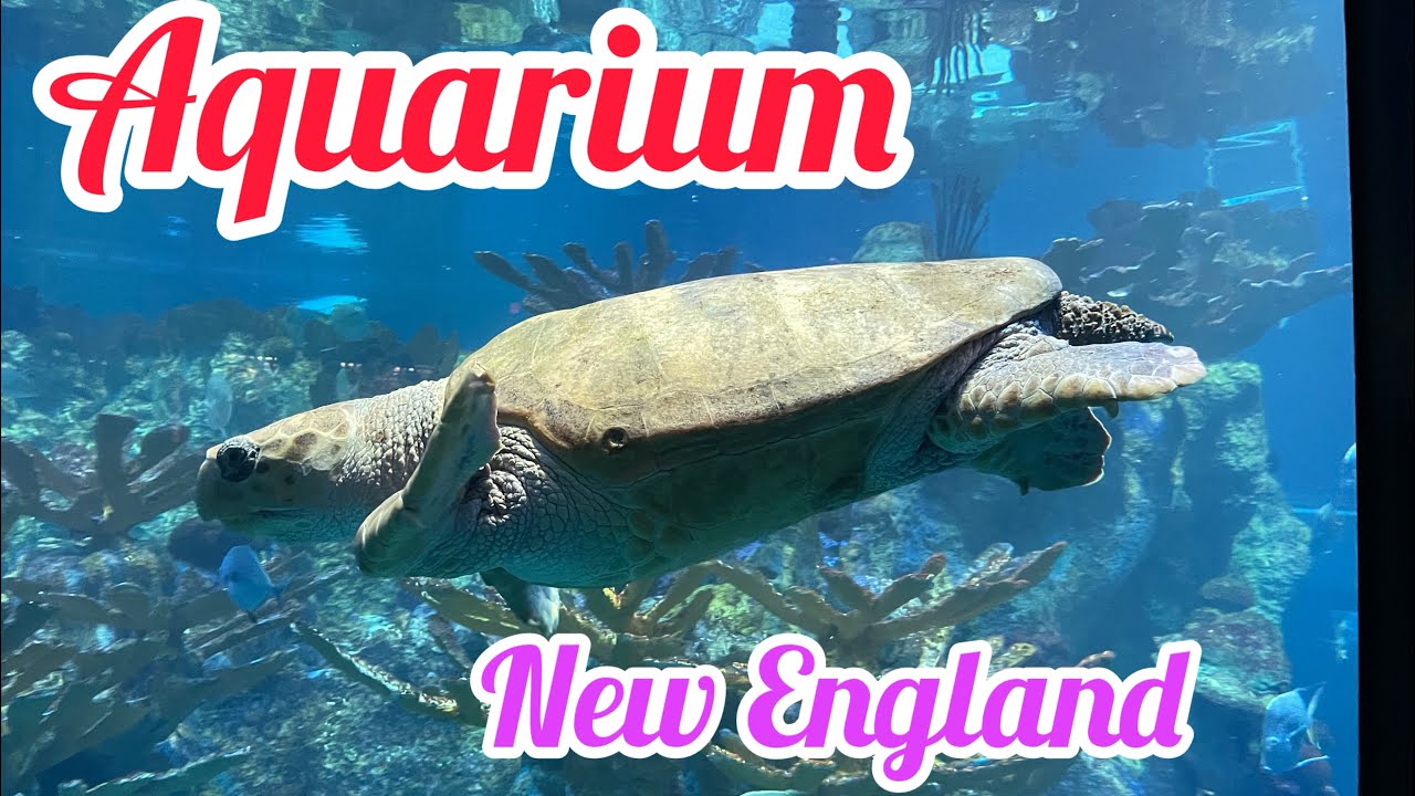 New England Aquarium Boston Massachusets USA full tour