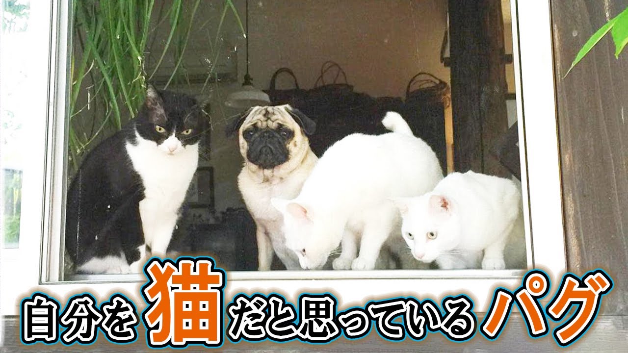 猫に憧れて猫のように生活するパグ