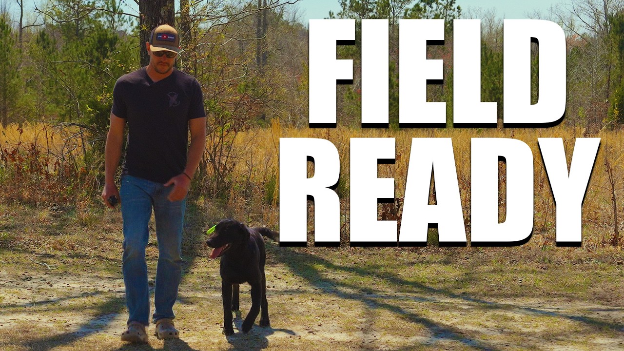 Mastering the Off-Leash Heel | Gun Dog Training with E-Collar