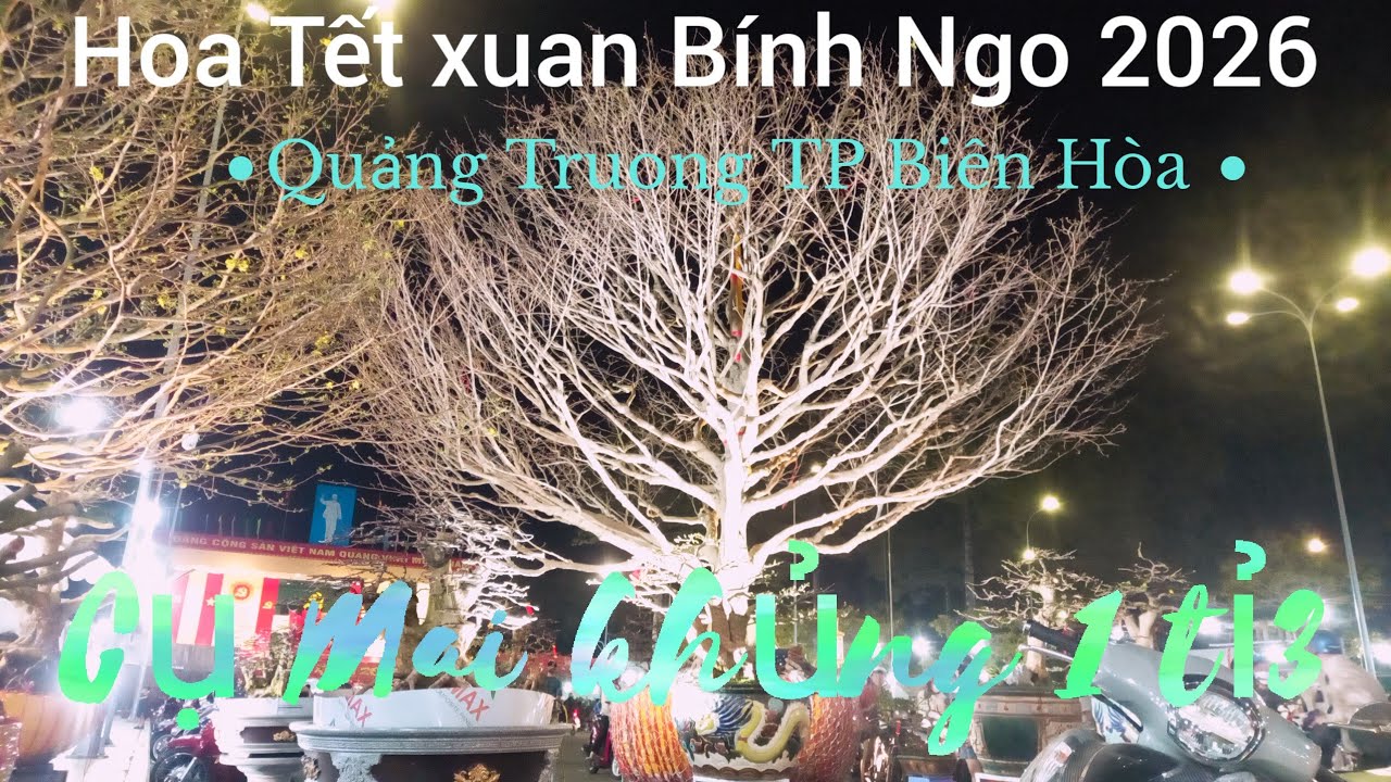 Cụ Mai khủng 1ti3 có mắt tai hoi chợ hoa tết  tai quảng trường  TP Biên Hòa hàng  trieu nguoi sem