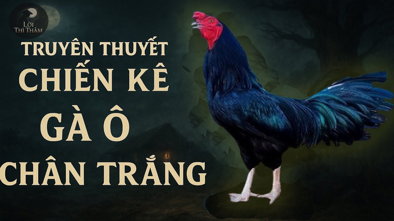 TRUYỀN THUYẾT CHIẾN KÊ:  GÀ Ô CHÂN TRẮNG - LINH KÊ ĐỊNH MỆNH | LỜI THÌ THẦM