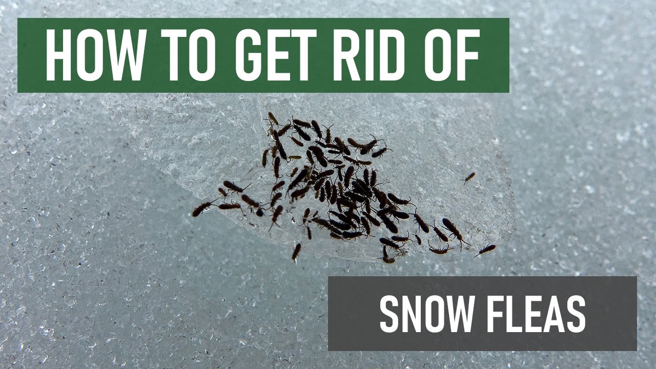 How to Get Rid of Snow Fleas [4 Easy Steps]
