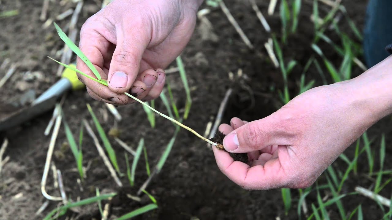 Fremspiring efter såning med Horsch CO4 (OptiTill)