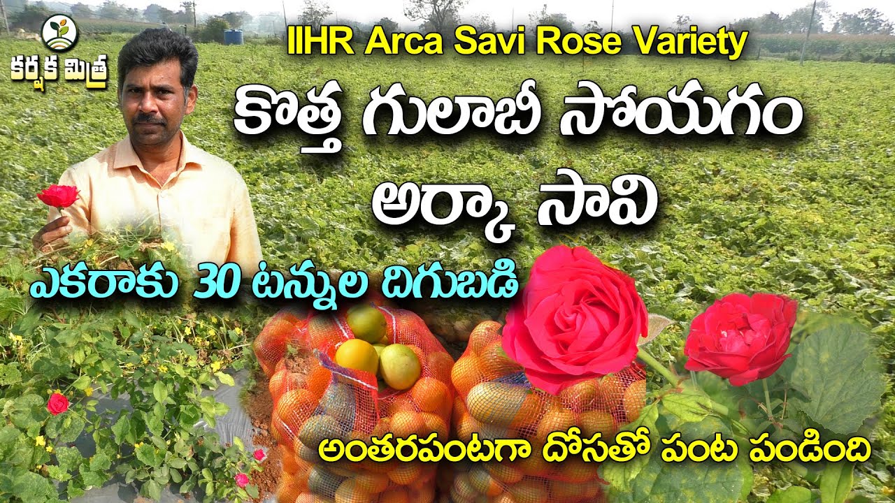 అధిక దిగుబడినిచ్చే నూతన గులాబీ రకం 